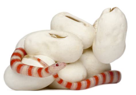 Understanding Snake Reproduction .